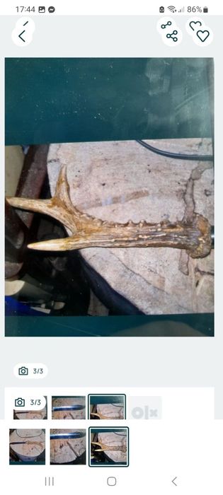 Cuțit de vânătoare  cu corn de cerb