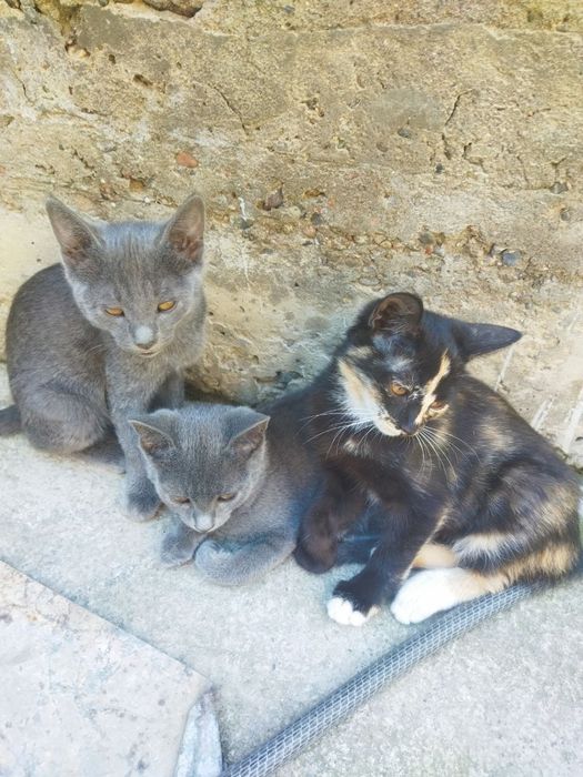 Отдам даром котят в хорошие руки.