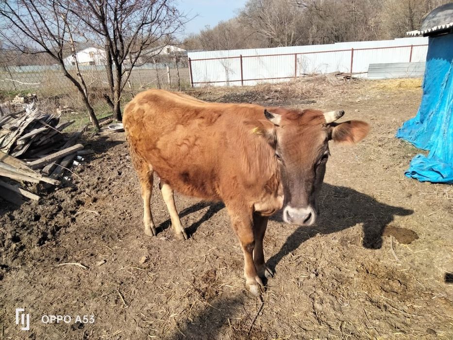 Коровы / сиыр / тёлочки