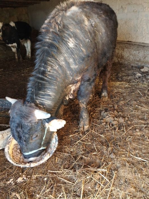 Огиздер Бука лар сатылады