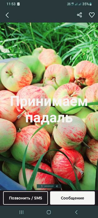 Яблоки      летние