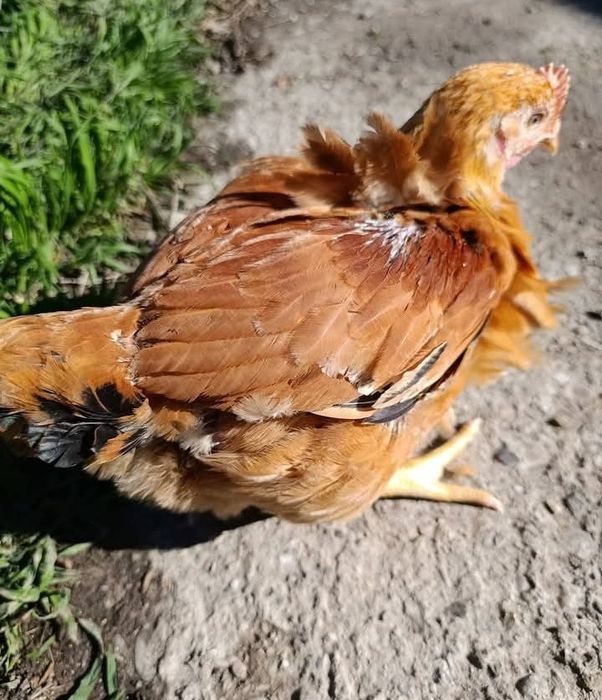 Bună ziua dragi clienți astăzi am dat drumul la o serie de pui prima s