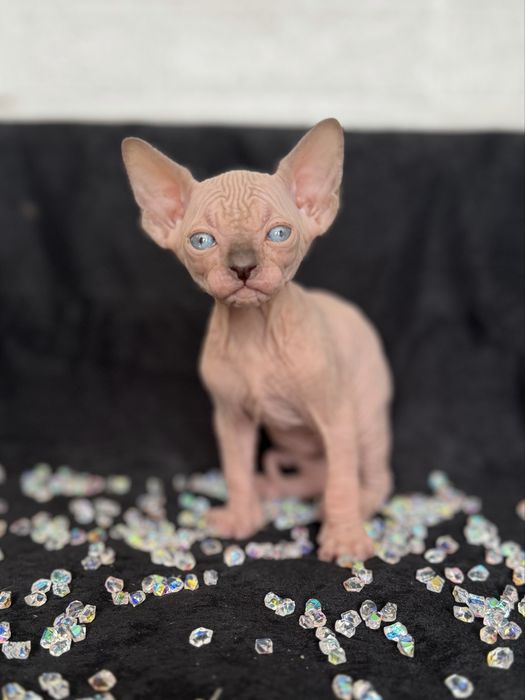 Sphynx cu pedigree si teste