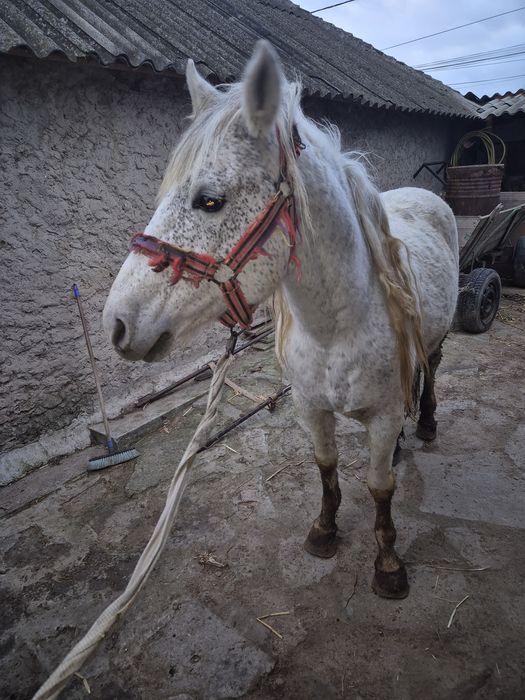 Vând armăsar vârstă 7 ani