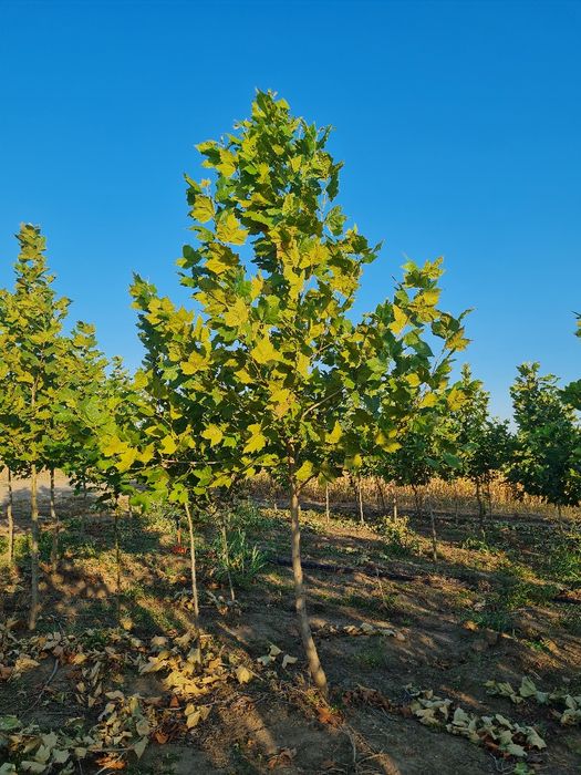 Mestecan,tei, platan,acer,catalpa,pin,brad,fag,paltin