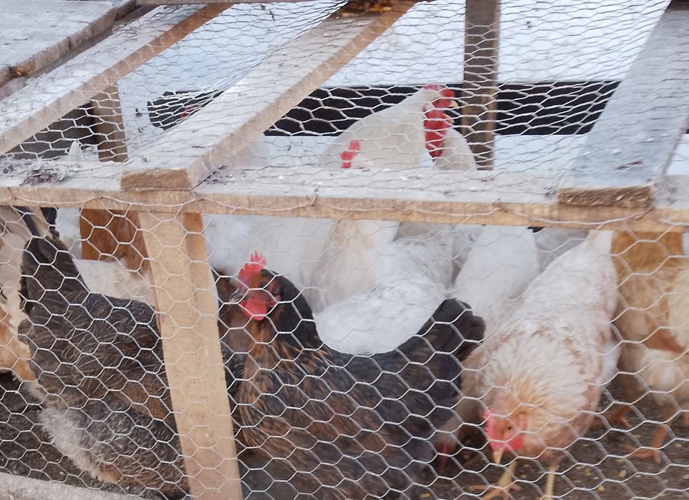 Cocoși și găini de ȚARĂ