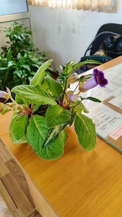 Продам глоксинии первогодки