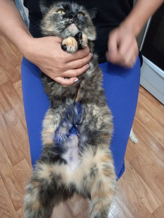 Кошечка для Души .Стерелизована