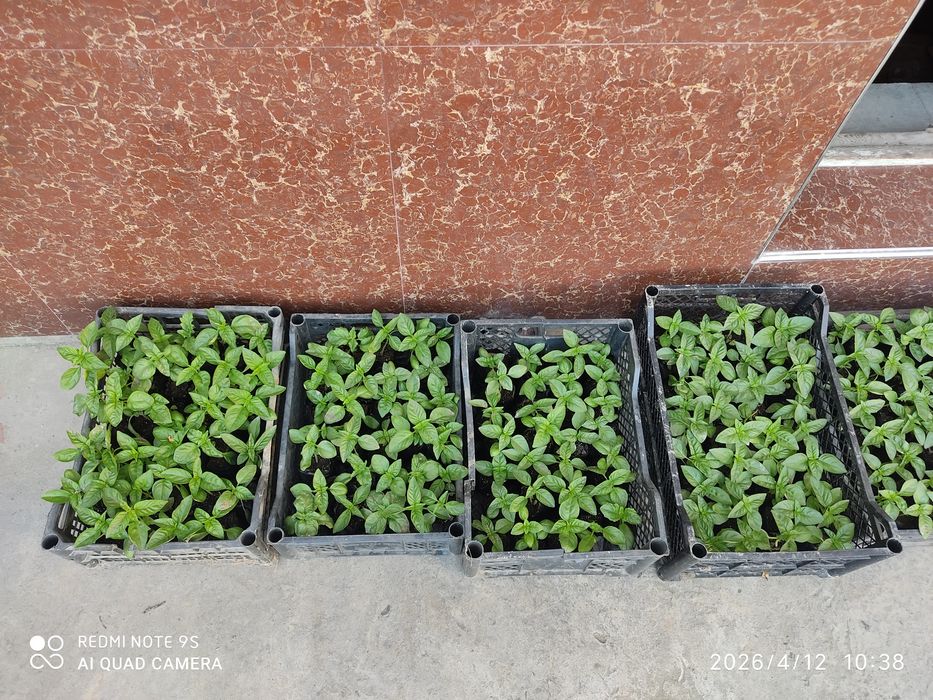 Rayhon sifatli damashniy