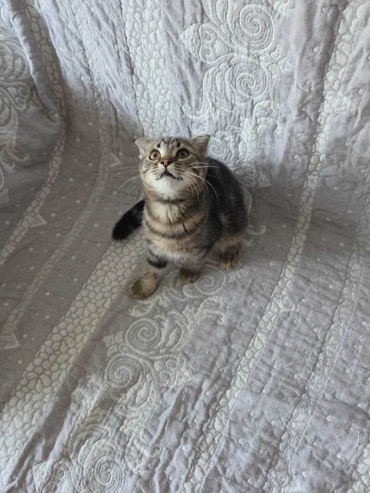 Котенок в добрые руки