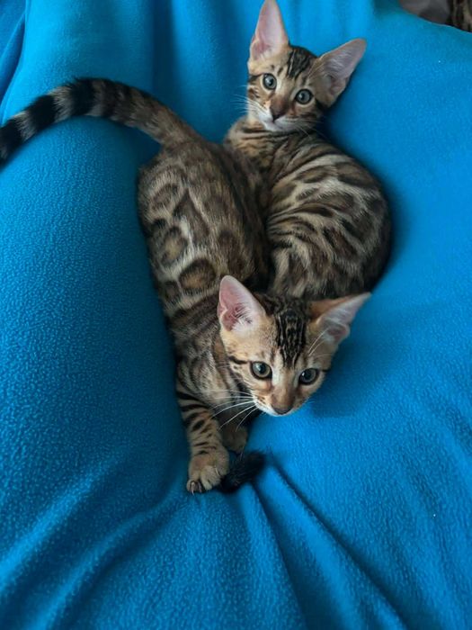 Бенгалски котенца