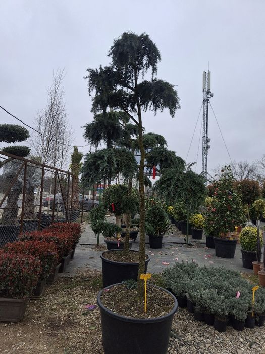 Vând plante ornamentale și livrez