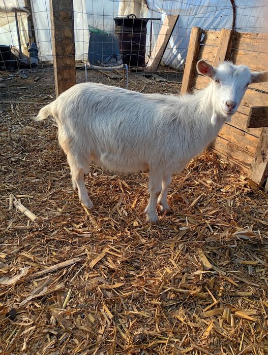 Vand iada de anu trecut