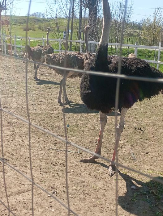 Familie struți Africani vârstă 4 ani, pentru ce-i interesați Nr 0766501987!