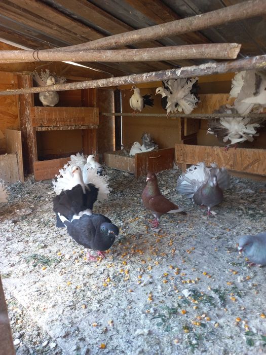 Vând porumbei curcani