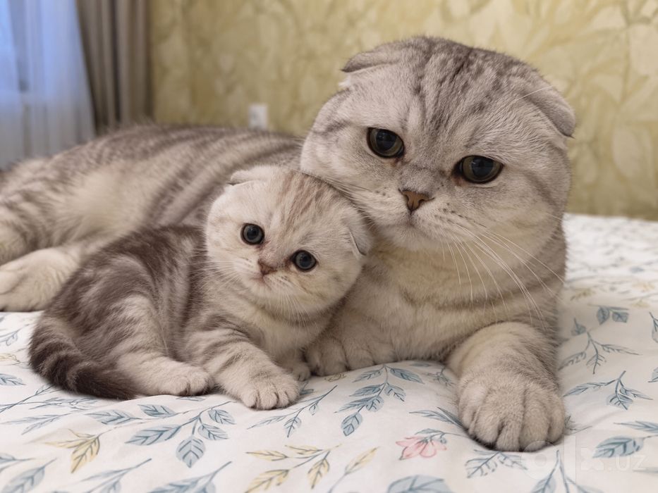 Котенок девочка Скотиш Фолд