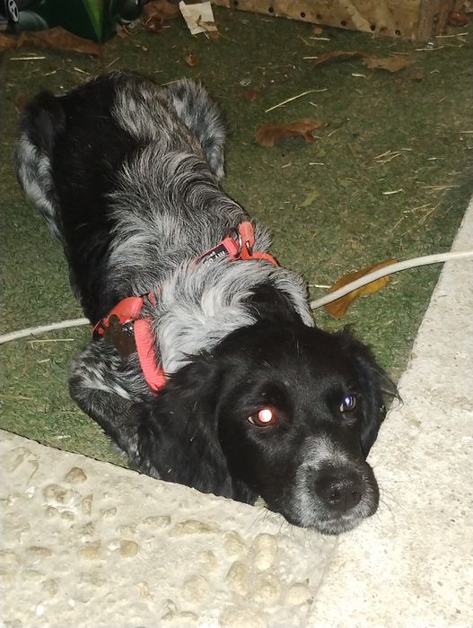 Куче бретон шпаньол женско подарява