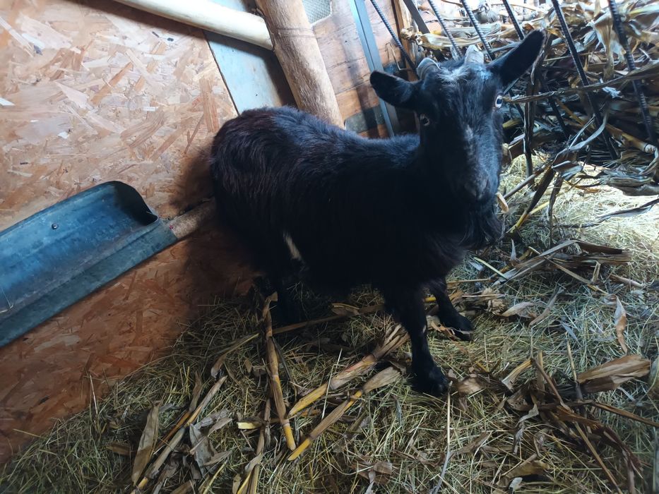 Capre/iedițe de vanzare