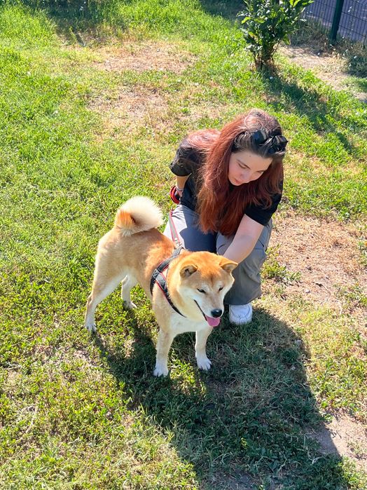 Разходки и грижи за кучета