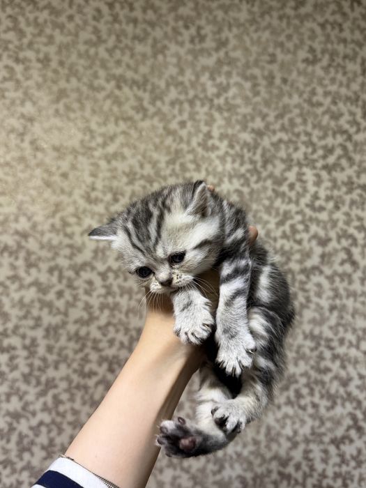 Британские котята