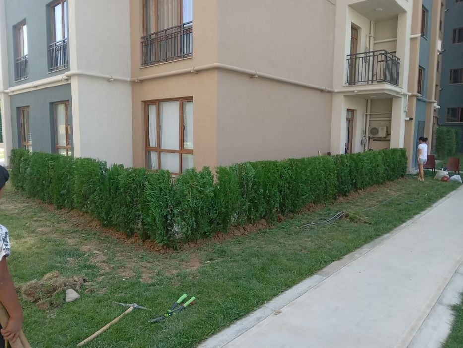 Арчалар яшил девор учун.