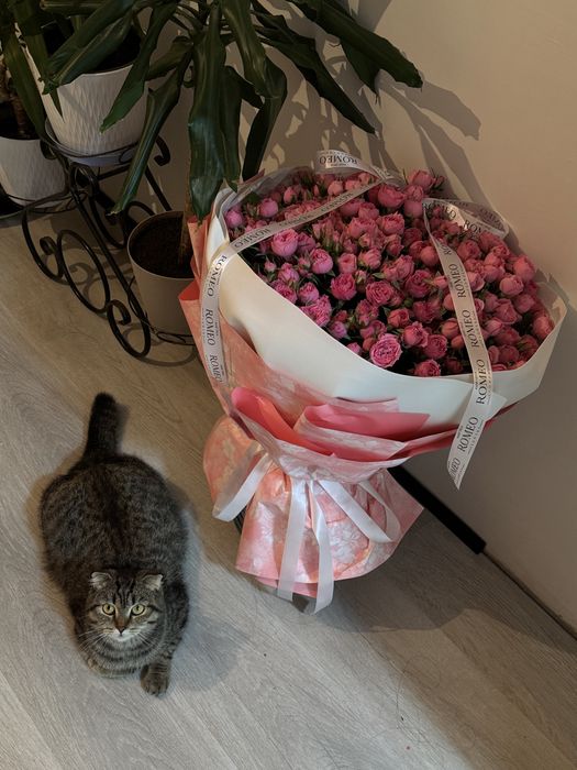 кошка шотландская вислоухая