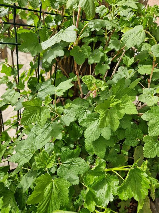 Arbusti ornamentali