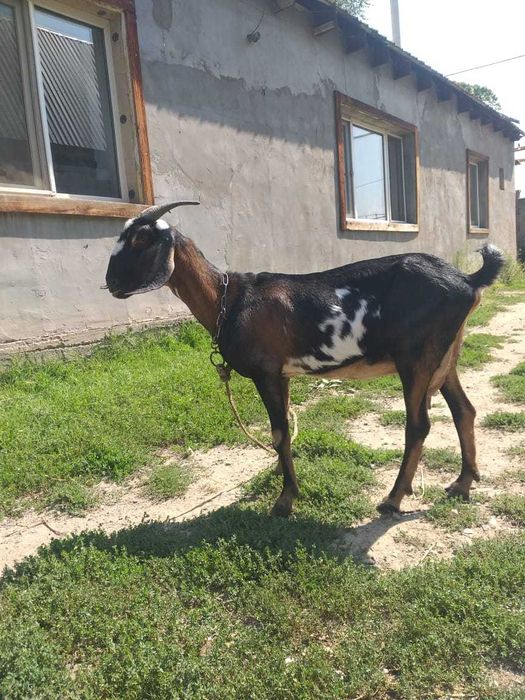 Жалаңаш әйелдің зәр шығарып тұрған суреті