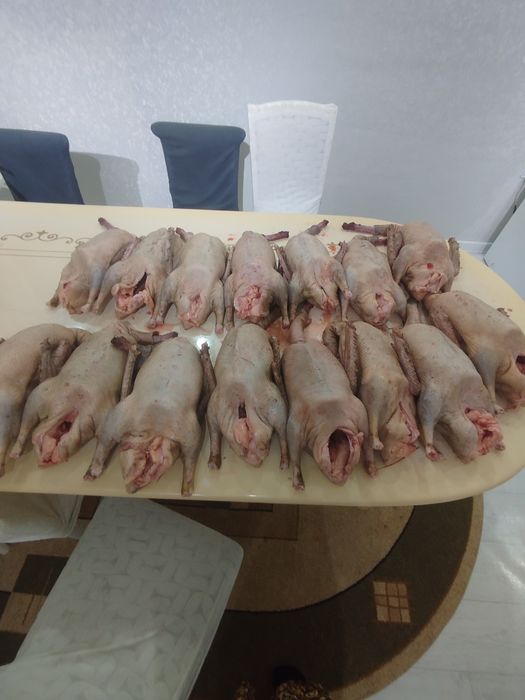 Гусь. Қаз сатылады
