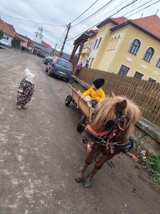 Vand ponei foarte cuminte