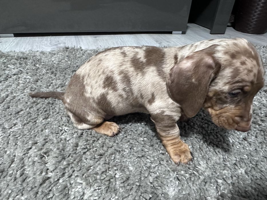 Teckel arlechin maro