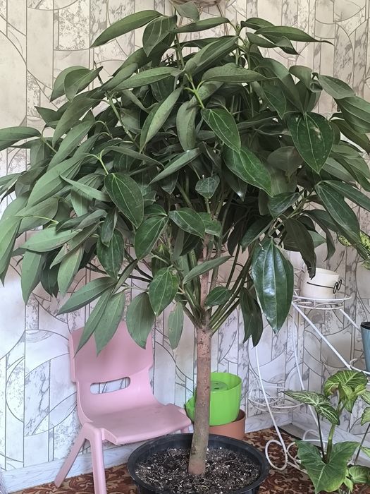 Ишхона ун котта дарахт гул