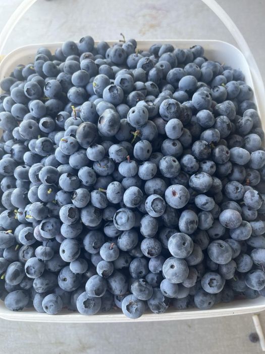Продавам вкусни и пресни боровинки