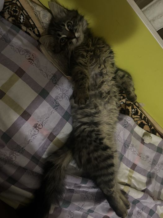 Котенок мальчик помесь мейн кун
