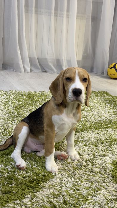 Породистый щенок Бигль