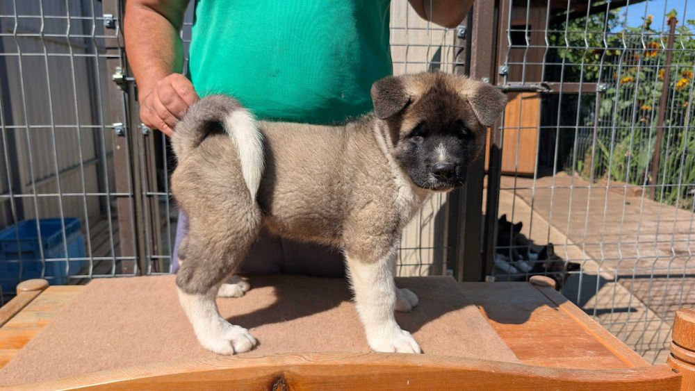 Mascul Akita American - linie de sânge PREMIUM - GRI deschis