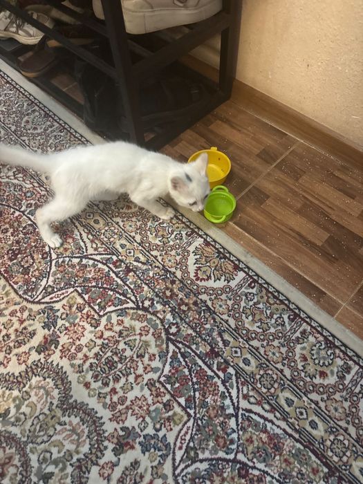 Отдам кошку даром