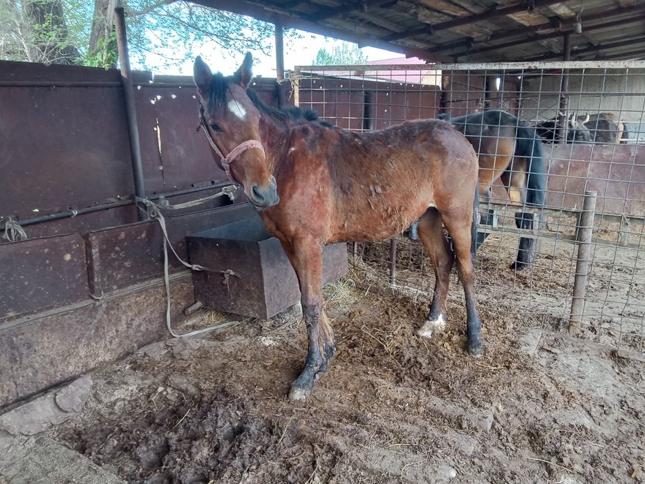 Тай сатылады таза кан