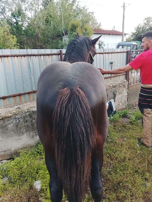 Manz și mânză de vânzarea