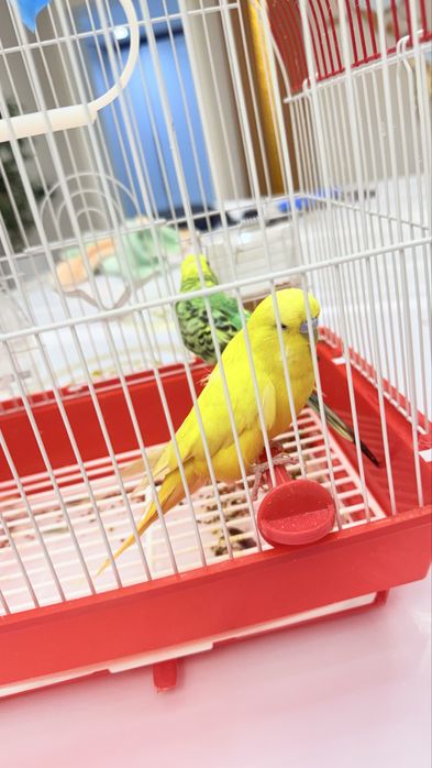 Продам домашних попугаев