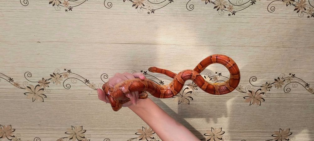 Змея Маисовый полоз