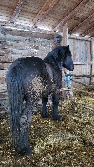 Vând mânz negru greu