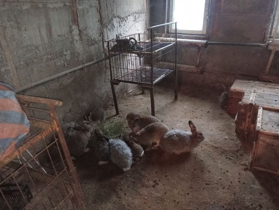 Кролики великаны