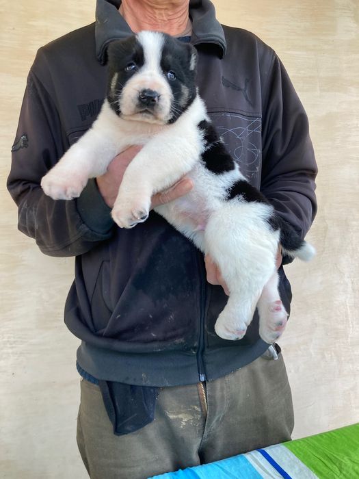 Шенок Туркменского Алабая ( чистокровный )