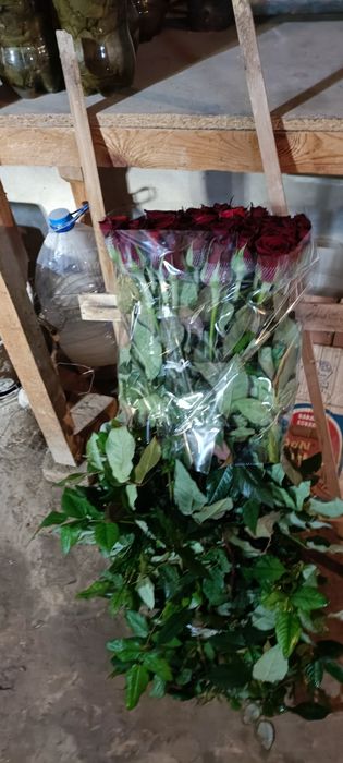 Атиргул кўчатлар