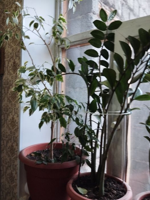 Домашные цветы от 6000 до 9000