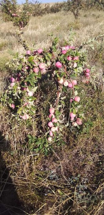 13 gektar hosilga kirgan bog'