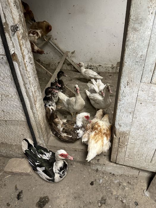 Продам уток домашних