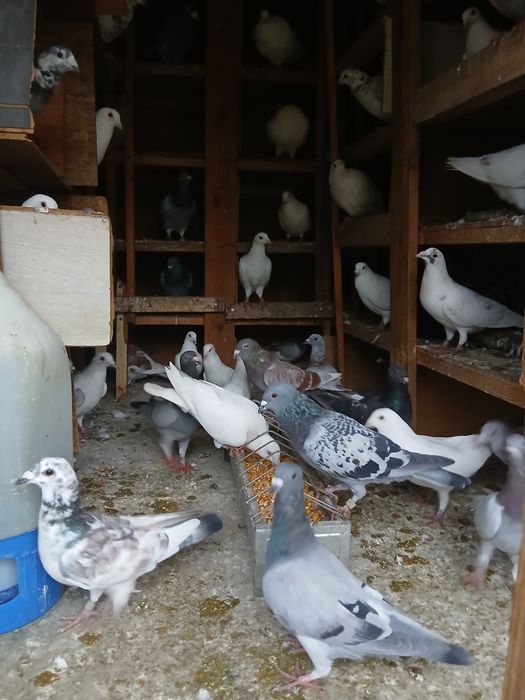 Porumbei de vanzare voiajori,de curse,curcani