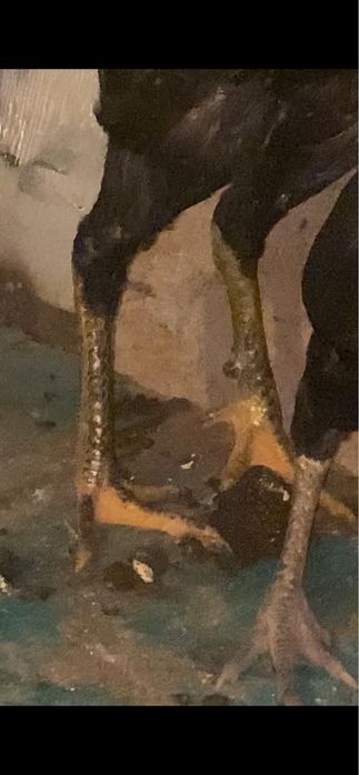 Продам петуха дакан